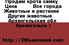 Продам крота самку › Цена ­ 200 - Все города Животные и растения » Другие животные   . Архангельская обл.,Архангельск г.